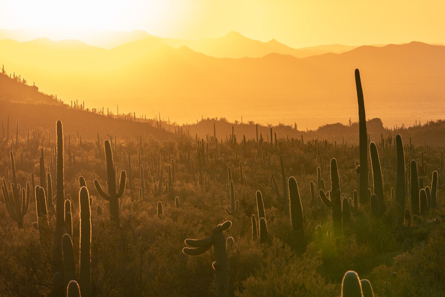 cacti cacti